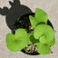 [Bare-root]U.reniformis x nelumbifolia 大肾叶x荷叶狸藻(附生)[Wishlist]