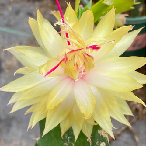 [Bare-root]Christmas Cactus ’Yellow Sparks‘ 黃煙火 [Oct Preorder]