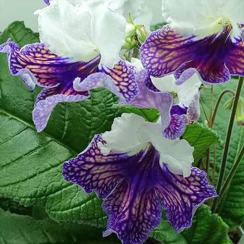 [Bare-root] Streptocarpus ‘Trefl’丑角少女堇兰 [Wishlist]
