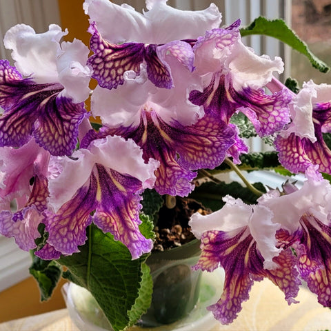 [Bare-root] Streptocarpus ‘Trefl’丑角少女堇兰 [Wishlist]