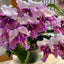 [Bare-root] Streptocarpus ‘Trefl’丑角少女堇兰 [Wishlist]