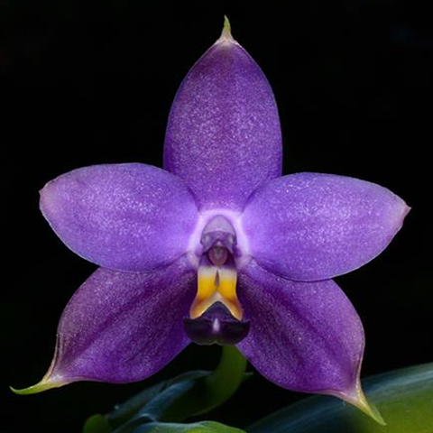 Phal. violacea var. indigo × sib 藍螢光硬地狗
