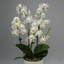[Bare-root] Phal. Liu's Triprince 'PYL' 黃粉三太子[Wishlist]