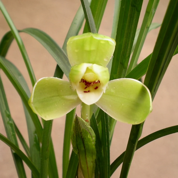 2022100902_600x600_crop_center
