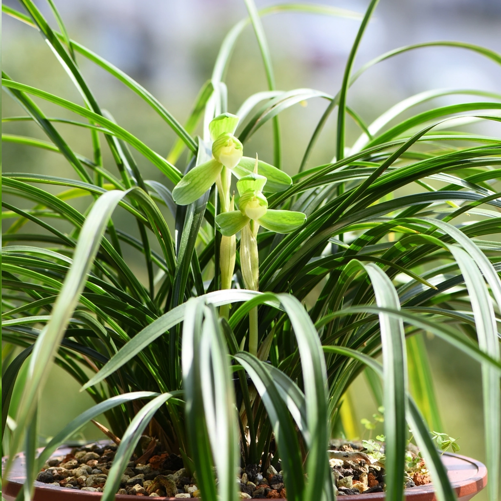 Cymbidium goeringii Zhi- Zu-Su-Mei 春蘭知足素梅 – Orchidmart