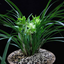 [Bare-root] #CC# Cym. goeringii 'Yu-Hu-Die' 春蘭余蝴蝶 [BS/3GRS][Wishlist]