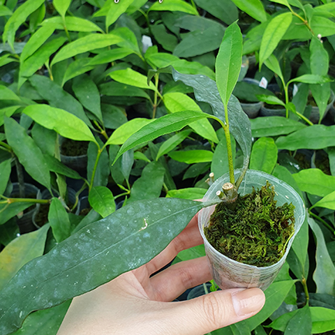 Hoya multiflora SV 406 流星毬蘭