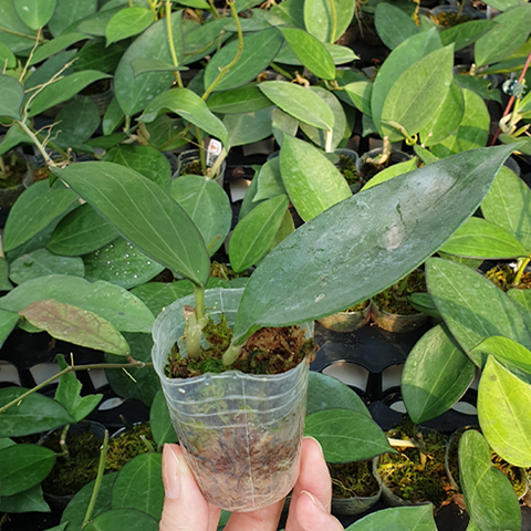 Hoya cv. patcharawalai 粉珍珠毬蘭