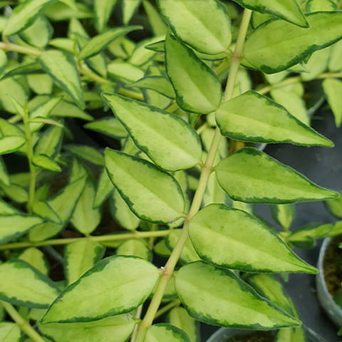 Hoya bella (inner variegated) 貝拉毬蘭 (內藝)