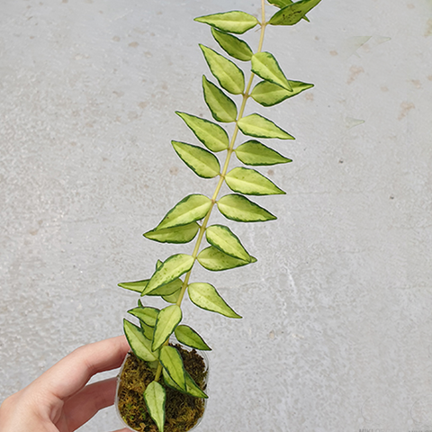 Hoya bella (inner variegated) 貝拉毬蘭 (內藝)