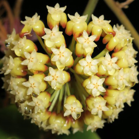 Hoya incrassata (variegata) 厚冠庇蘭 (出藝)