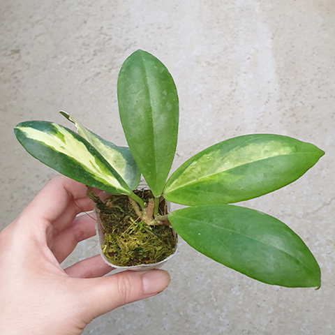 Hoya incrassata (variegata) 厚冠庇蘭 (出藝)
