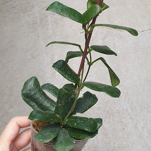 Hoya rotundiflora 方葉毬蘭