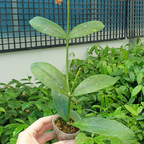 Hoya lobbii 'Orange' 橘洛比蘭