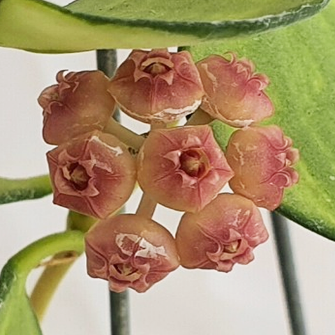 Hoya heuschkeliana (variegata) 休斯科爾毬蘭(出藝)