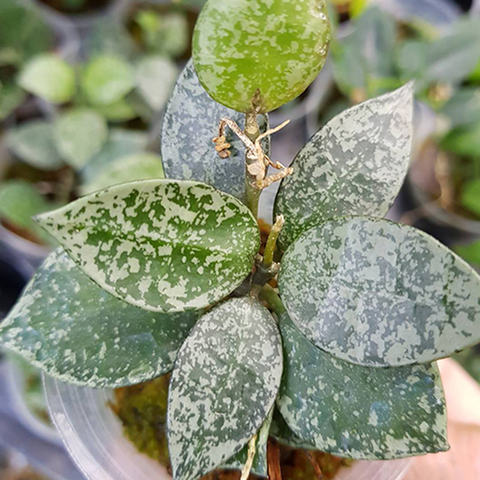 Hoya lacunosa 'Silver leaves' 銀葉裂瓣毬蘭