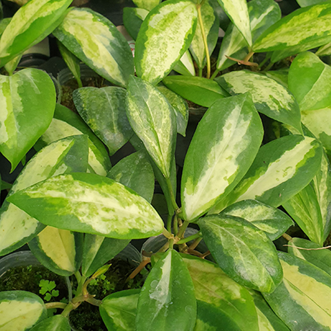 Hoya incrassata (variegata) 厚冠毬蘭 (出藝)