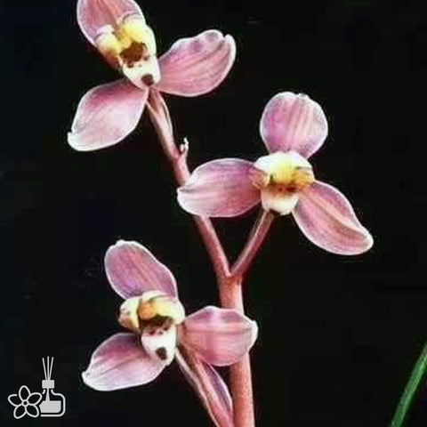 Cymbidium tortisepalum ”Dian-Mei“ 蓮瓣滇梅