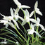 [Bare-root] #CC# Cym. tortisepalum 'Xiao-Xue-Su' 蓮瓣小雪素 [BS/3GRS][Wishlist]