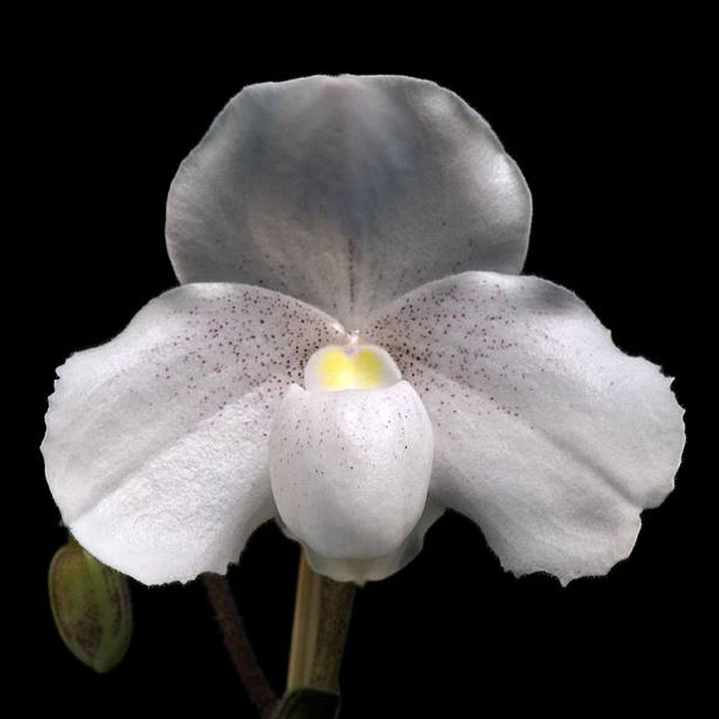 Paph Niveum × Sib 尼蜜 Orchidmart