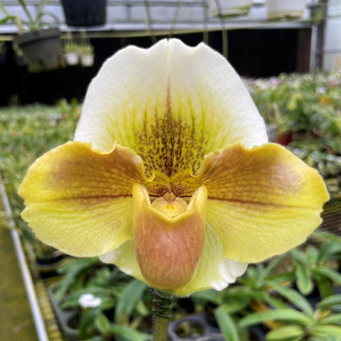 Paph. Yellow Meatloaf 琥珀餅