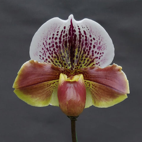 Paph. Spotted Meatloaf 斑點餅