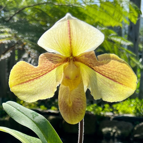 Paph. Philippinense Meatloaf 菲律賓餅