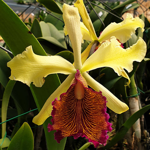 Cattleya – Orchidmart