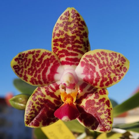 法爾。 Orchid World 花世界