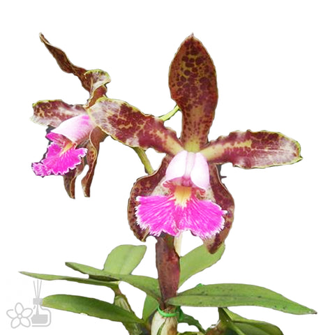 Cattleya schilleriana 席勒