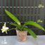 [Bare-root]Phal. hieroglyphica var. flava × sib 白象[Wishlist]
