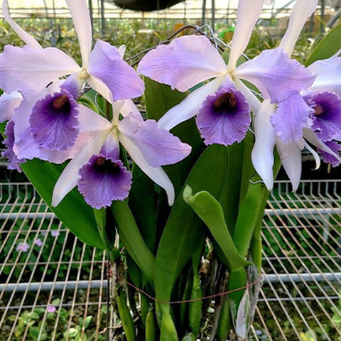 Cattleya – Orchidmart