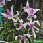 [Bare-root]Leptotes bicolor 棒葉蘭 [Wishlist]