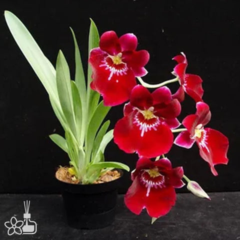 Miltoniopsis Bert Field ‘Crimson Glow’ 红光