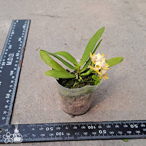 Gastrochilus japonicus × sib 黃松蘭