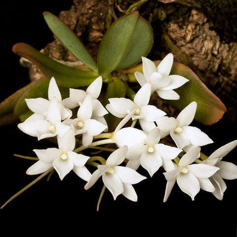 Aerangis (citrata × fastuosa) × citrate 白孔雀風蘭
