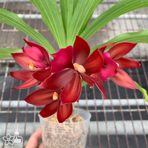 Cyc. Wine Delight 'JEM' FCC/AOS 紅天鵝 'JEM'