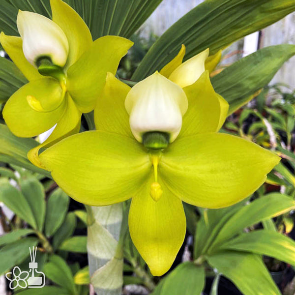 Cyc. Mass Confusion 綠天鵝蘭 – Orchidmart
