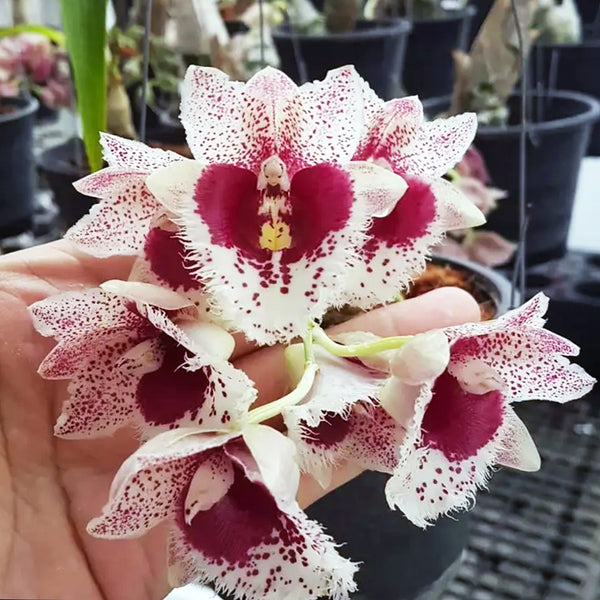 桃 Clowesetum Penang Waltz クロウェセタム ペナンワルツ Clowesetum