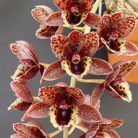 Fredclarkeara After Dark 'Sunset Valley Orchids' FCC/AOS 日落谷