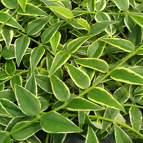 Hoya bella (variegata) 貝拉毬蘭 (出藝)