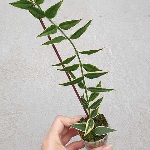 Hoya bella (variegata) 貝拉毬蘭 (出藝)