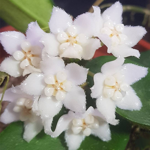Hoya thomsonii 'White' 白西藏毬蘭