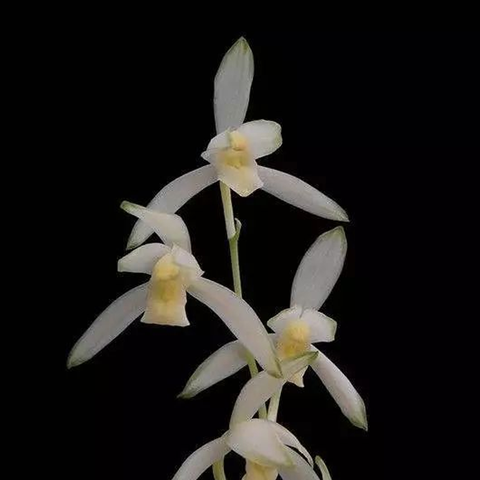 Cymbidium ensifolium “Qing Shan Yu Quan” 建蘭青山玉泉