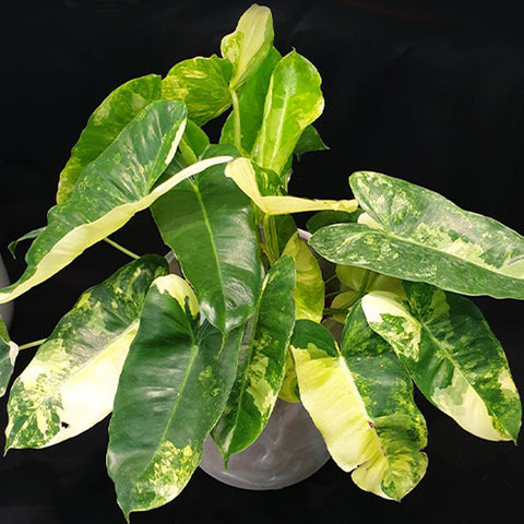 Philodendron Burle Marx Variegated 斑葉獨角獸蔓綠絨