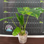 [Bare-root]Philodendron Burle Marx Variegated 斑葉獨角獸蔓綠絨 [Wishlist]