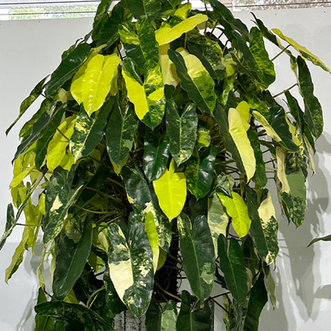Philodendron Burle Marx Variegated 斑葉獨角獸蔓綠絨