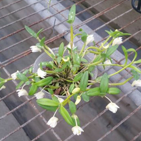 Den. hymenanthum × sib 茉香石斛