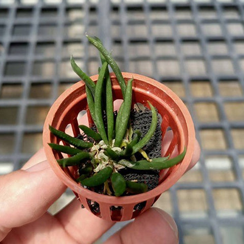 Den. cucumerinum × sib 苦瓜石斛