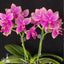 [Bare-root]Phal. San-Ho Chanel 香奈兒[Wishlist]